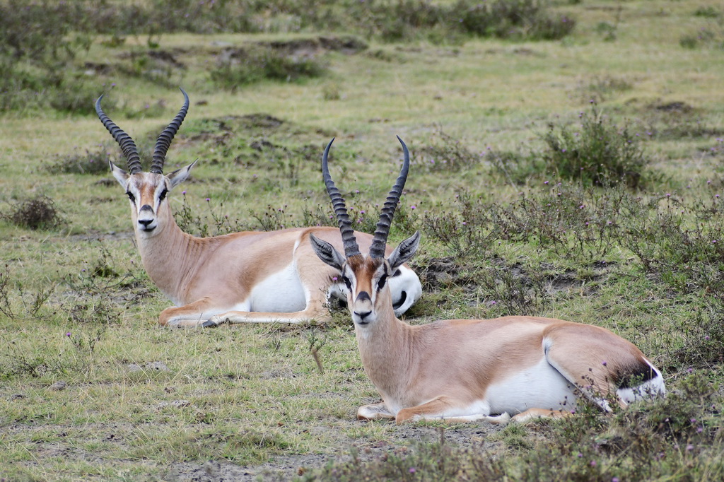 Ngorongoro Crater